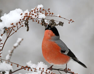 Eurasian Bullfinch 
&copy; Jules Fouarge