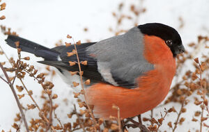 Eurasian Bullfinch 
&copy; Jules Fouarge