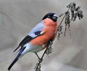 Eurasian Bullfinch 
&copy; Jules Fouarge