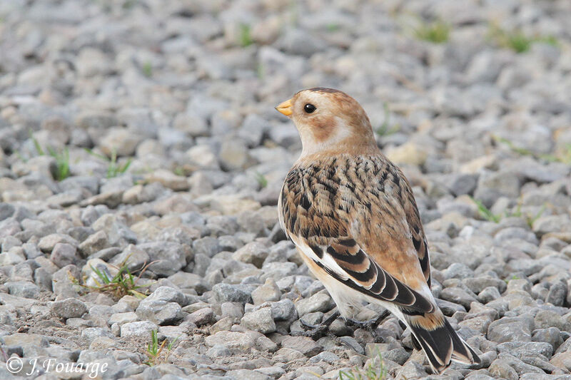 Snow Bunting male