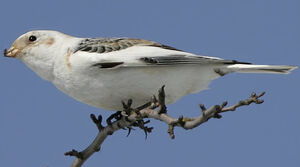 Snow Bunting