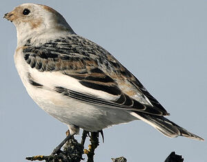 Snow Bunting