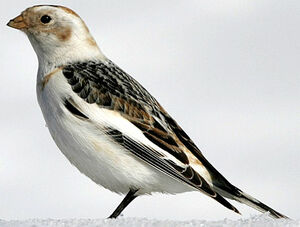 Snow Bunting