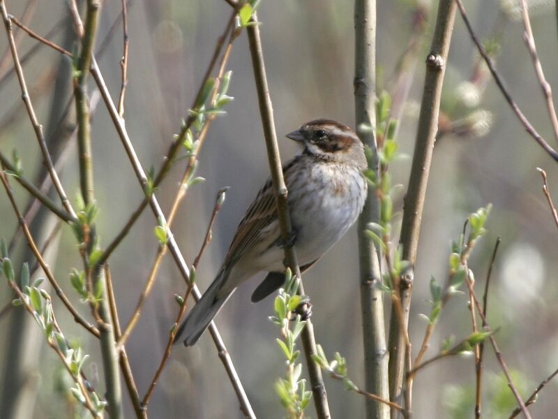 Common Reed Bunting female adult