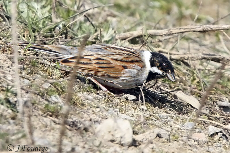 Common Reed Bunting male adult, identification, feeding habits