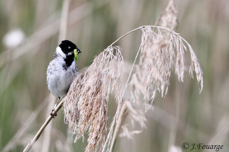 Common Reed Bunting male adult, identification, feeding habits, Reproduction-nesting, Behaviour