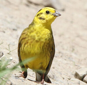 Bruant jaune 
&copy; Jules Fouarge