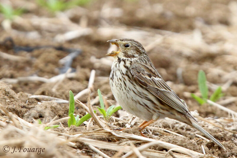 Corn Bunting male adult, identification, song, Behaviour