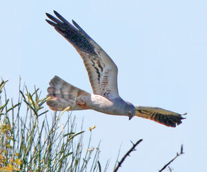 Montagu's Harrier