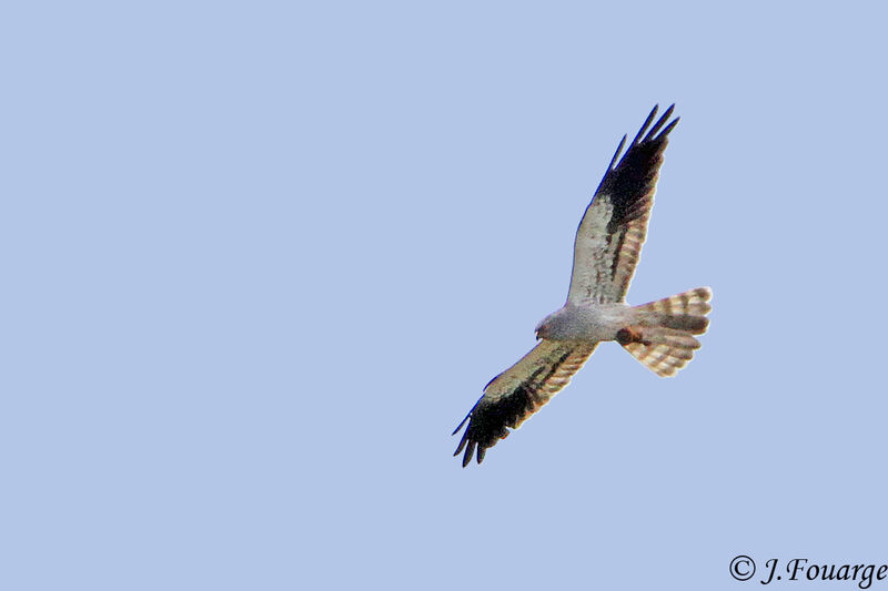 Montagu's Harrier male adult, Flight