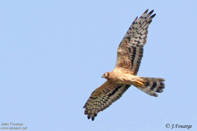 Montagu's Harrier female adult, pigmentation, Flight