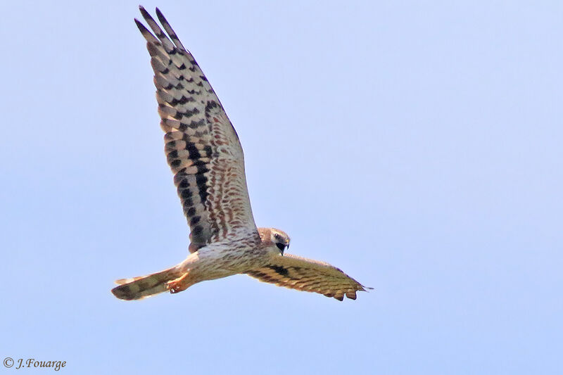 Montagu's Harrier female adult, Flight