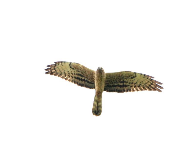 Montagu's Harrier female adult