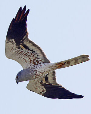 Montagu's Harrier
