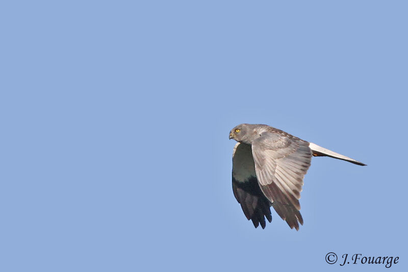 Hen Harrier male adult, Flight