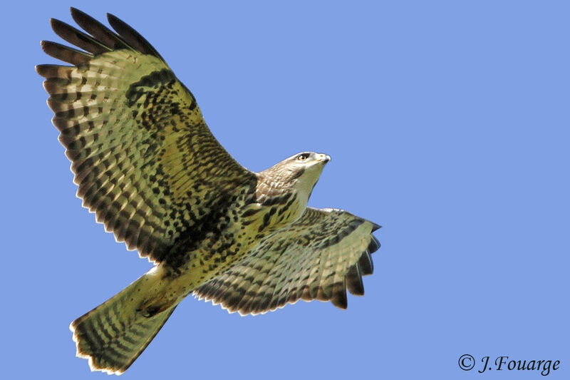 Common Buzzardjuvenile, Flight