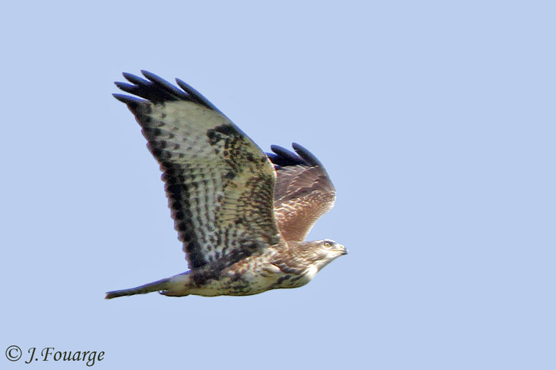 Common Buzzardjuvenile, Flight