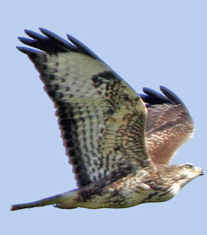 Buse variable