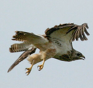Common Buzzard