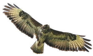 Common Buzzard