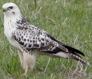 Buse variable