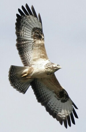 Common Buzzard