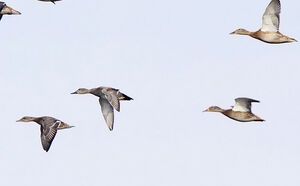 Gadwall