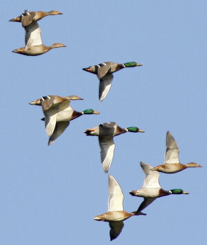 Canard colvert