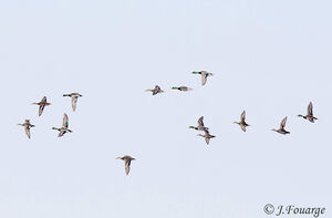 Canard colvert
