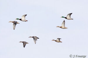 Canard colvert