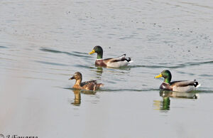 Canard colvert