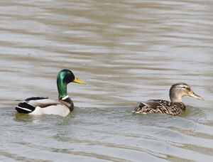 Canard colvert 
&copy; Jules Fouarge