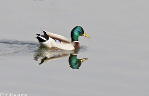 Canard colvert