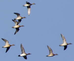 Canard siffleur