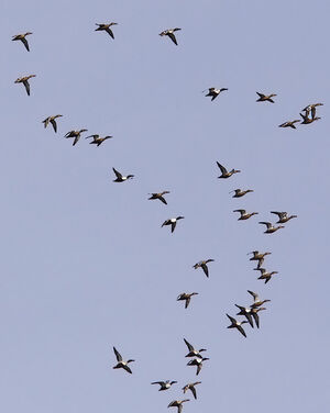 Canard souchet