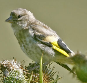 European Goldfinch 
&copy; Jules Fouarge