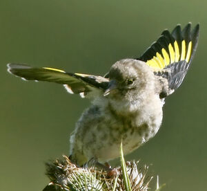 European Goldfinch 
&copy; Jules Fouarge