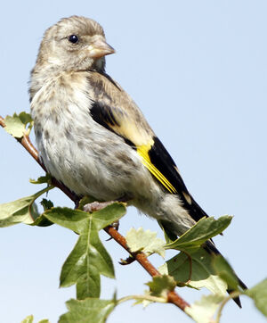 European Goldfinch 
&copy; Jules Fouarge