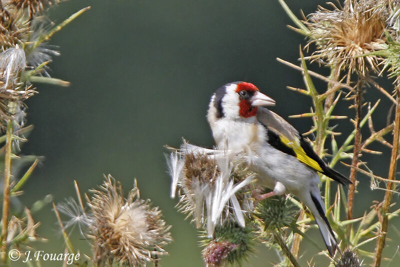 European Goldfinch male adult, identification, feeding habits