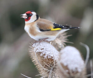 European Goldfinch 
&copy; Jules Fouarge