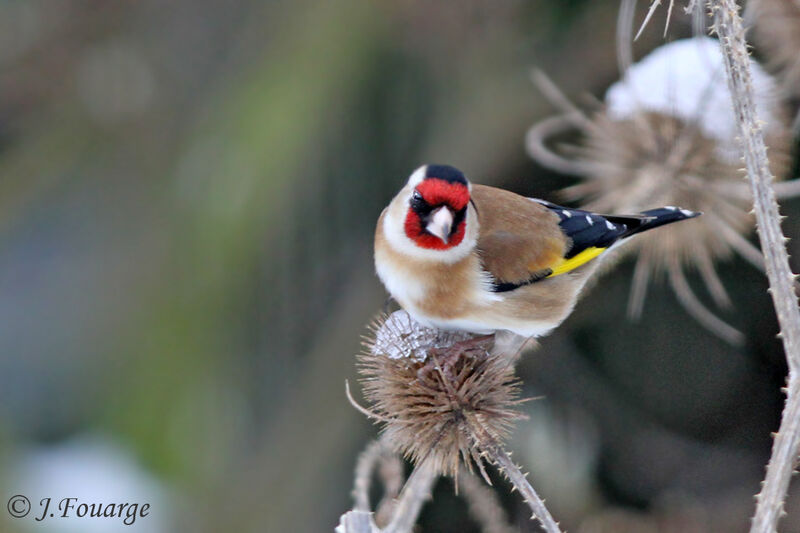 European Goldfinch, identification, feeding habits