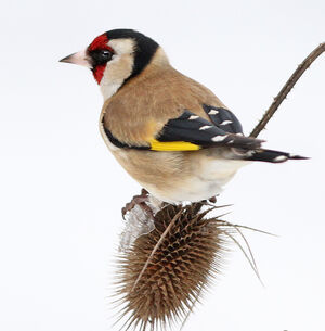 European Goldfinch 
&copy; Jules Fouarge