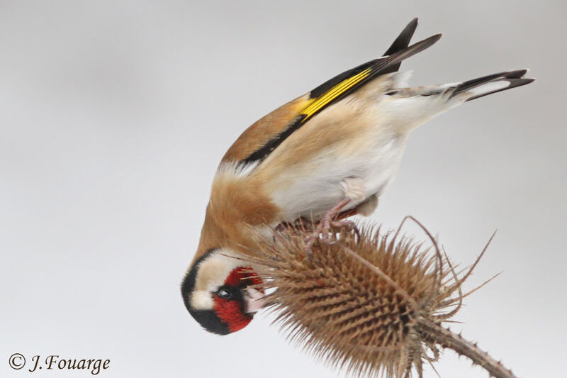 European Goldfinch male, identification, feeding habits