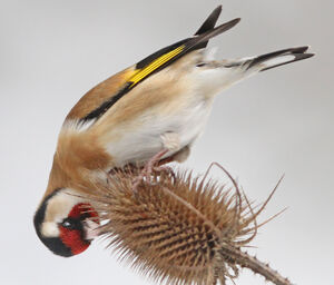 European Goldfinch 
&copy; Jules Fouarge