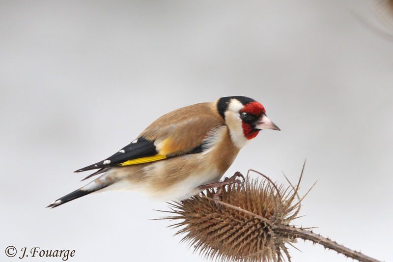 European Goldfinch male, identification, feeding habits