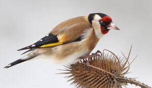 European Goldfinch 
&copy; Jules Fouarge
