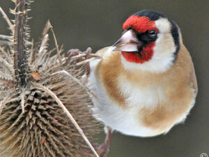 European Goldfinch 
&copy; Jules Fouarge