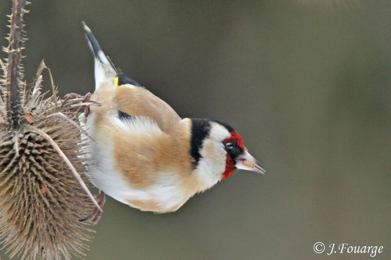 European Goldfinch male adult, identification, feeding habits, Behaviour