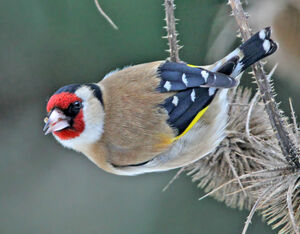 European Goldfinch 
&copy; Jules Fouarge