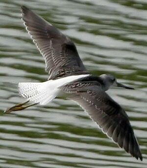 Common Greenshank 
&copy; Jules Fouarge